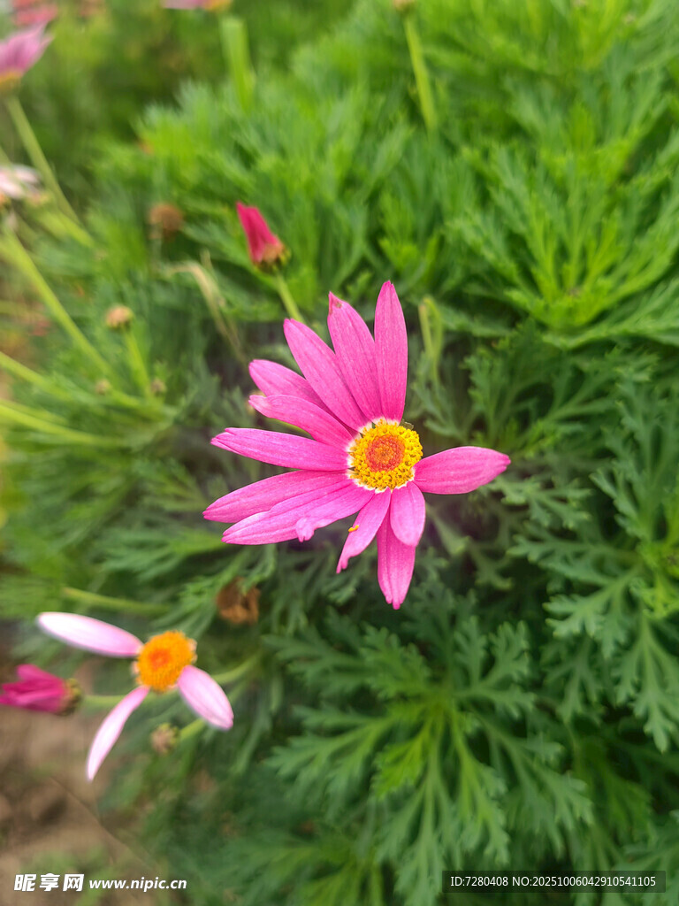 娇艳波斯菊绽放绿意中