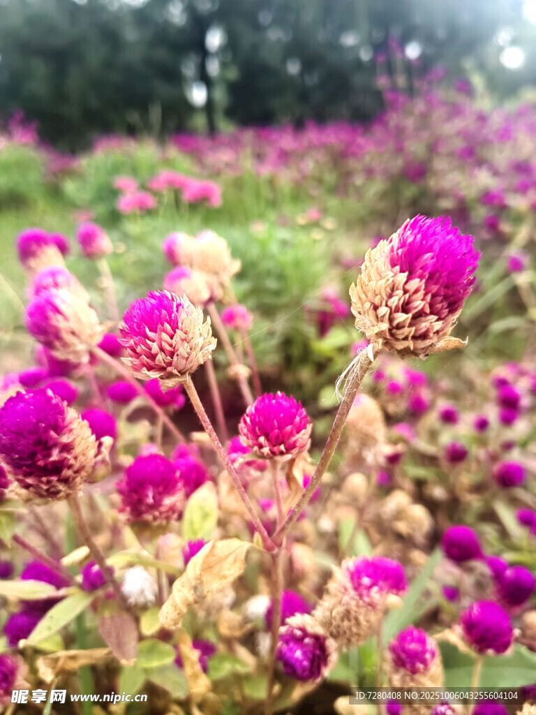 紫色花海绽放美丽瞬间
