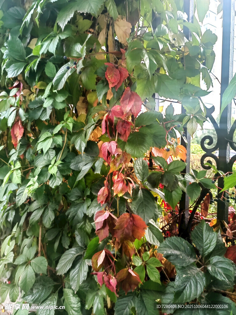 爬满绿植的多彩垂直植物墙