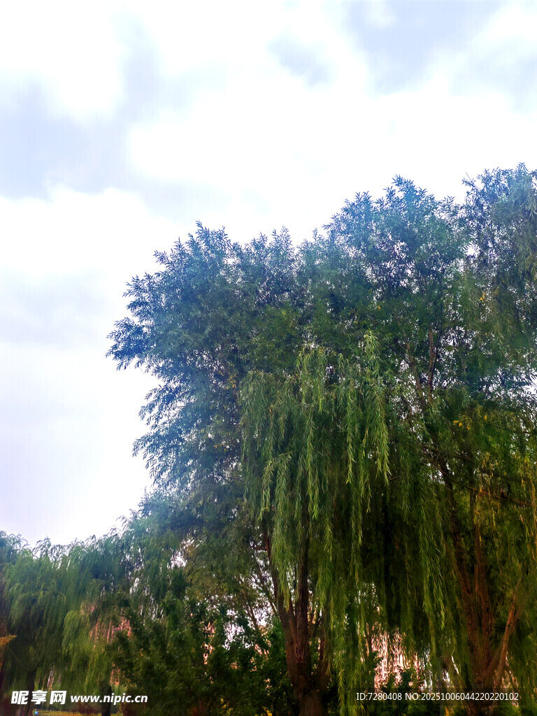 蓝天白云下的葱郁柳树