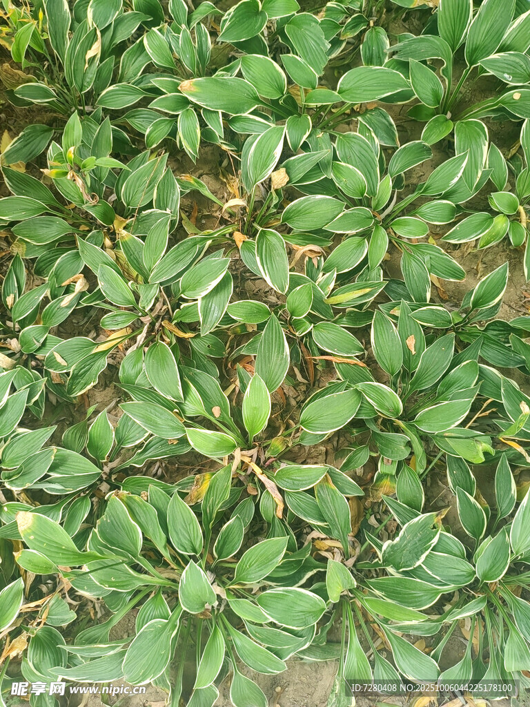 翠绿叶片植物特写