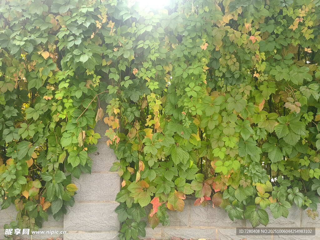 绿叶藤蔓覆盖的墙面