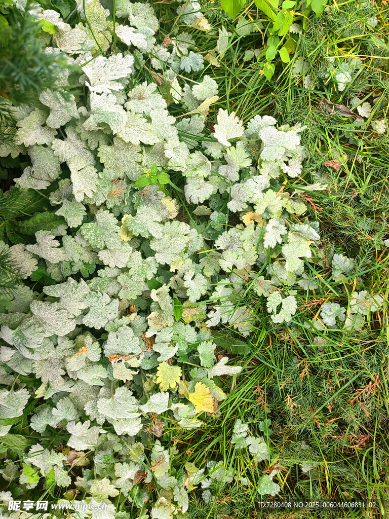 白色野花绽放于绿草间