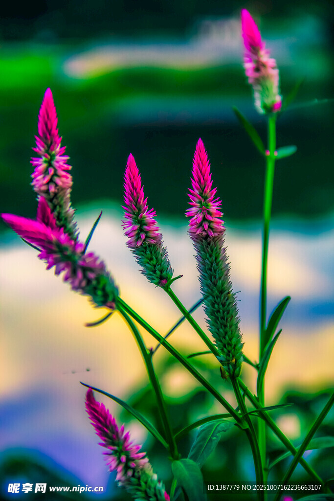 娇艳粉色花草特写