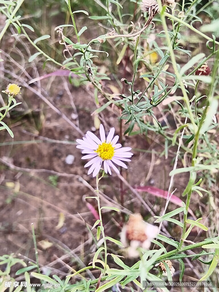 草丛中的单朵小雏菊