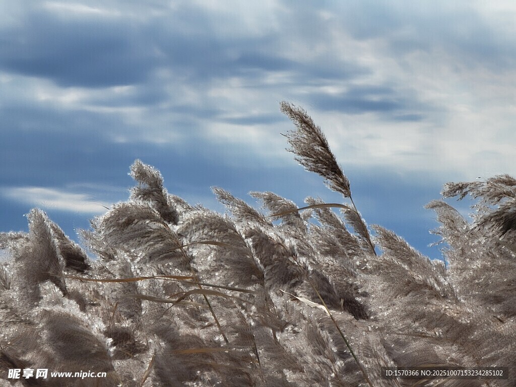 天空下的芦苇