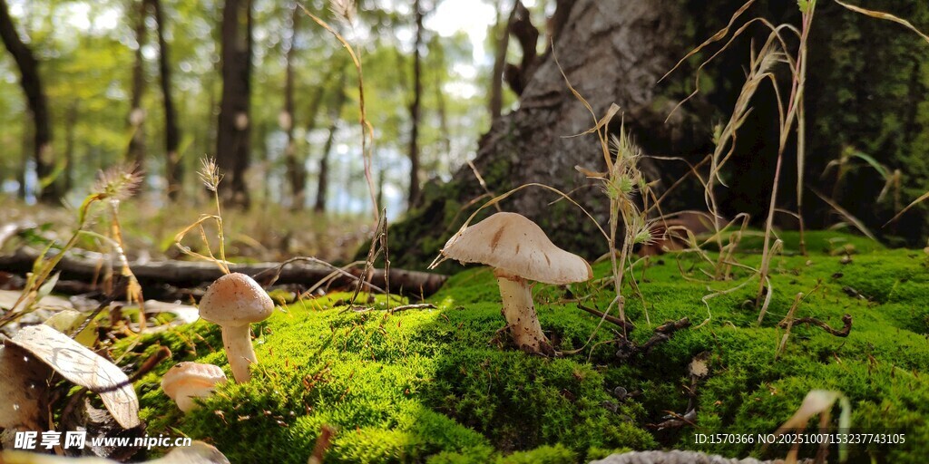 林间青苔上的蘑菇