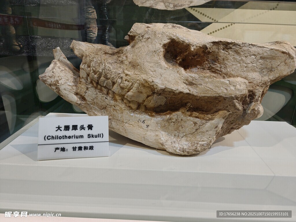远古动物头骨化石展示