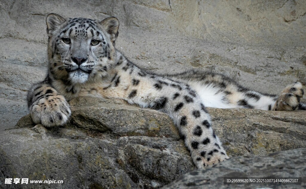 雪豹趴卧于岩石上