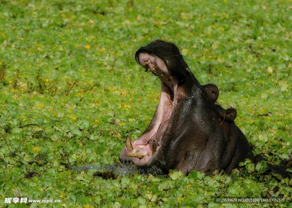 张嘴的河马在绿色草地