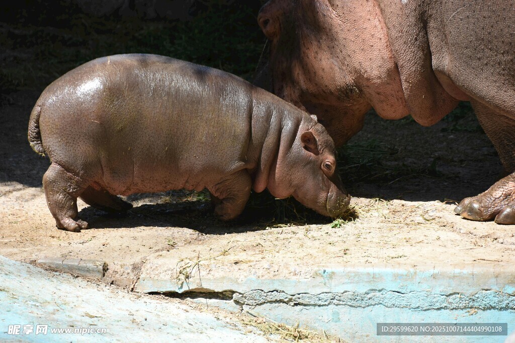 可爱小河马在岸边活动