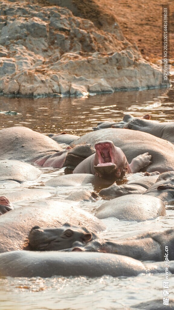 河马群聚集在水边