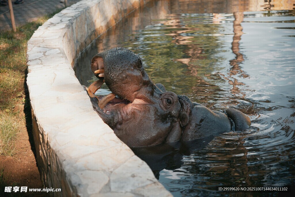 河马在水边休憩