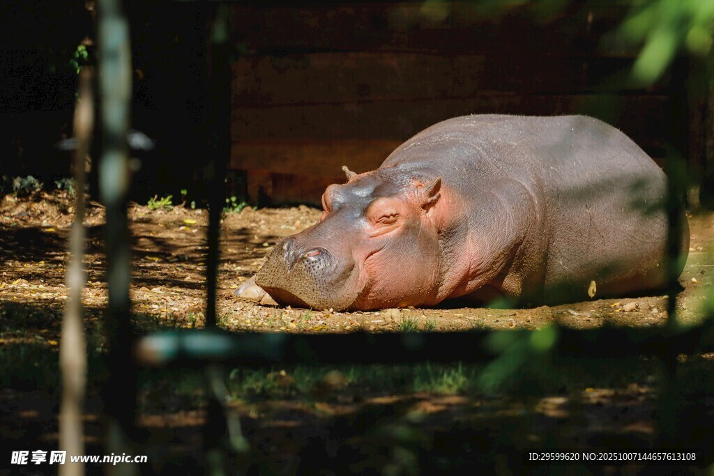 动物园里休憩的河马