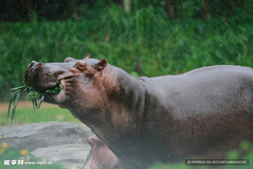 张嘴进食的河马