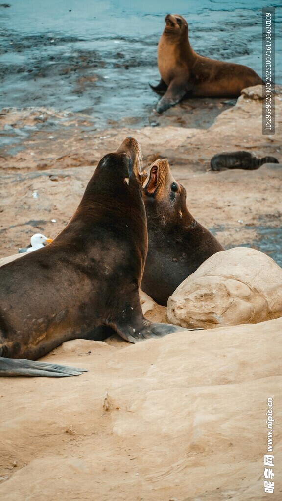 海滩上休憩的海狮