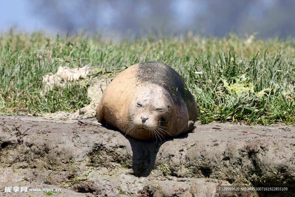 沙滩上休憩的可爱海狮