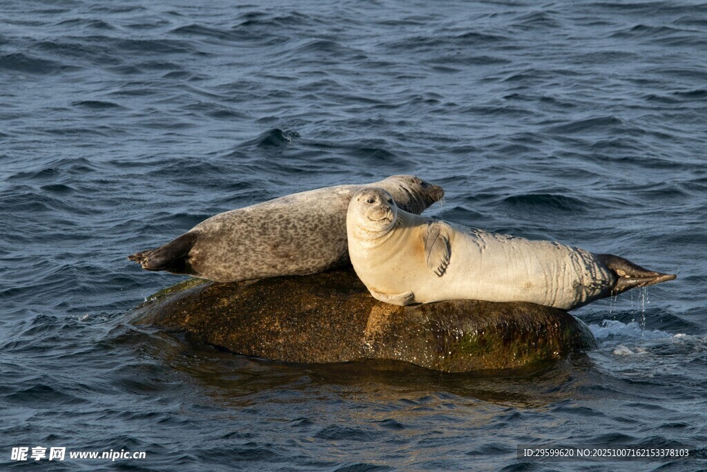 礁石上亲昵的两只海豹