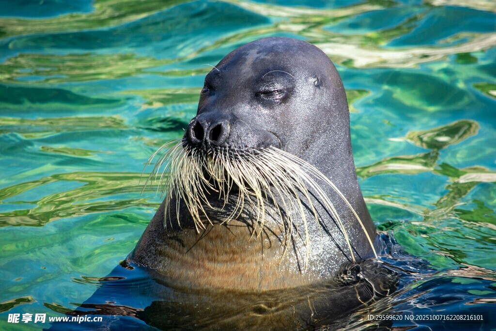 水中的海狮