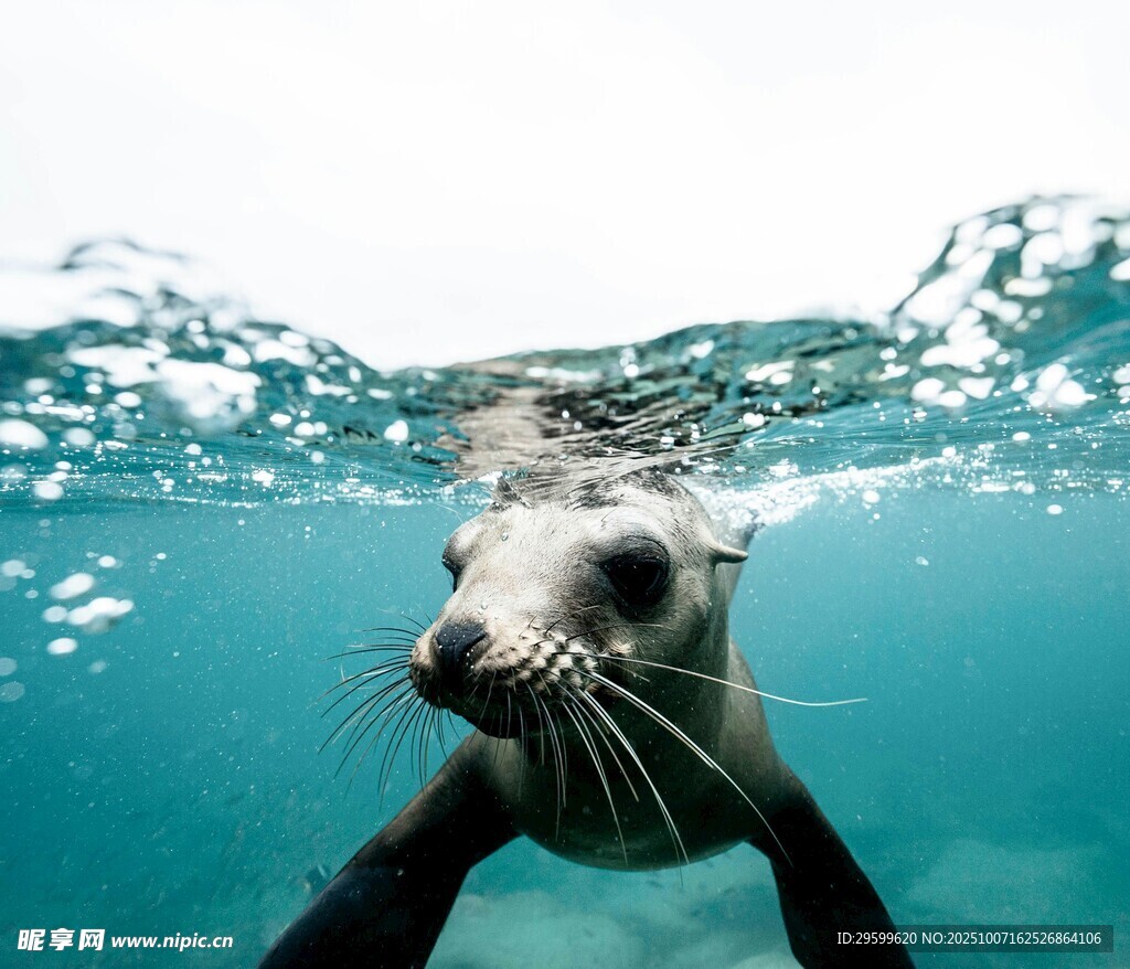 水下可爱海豹