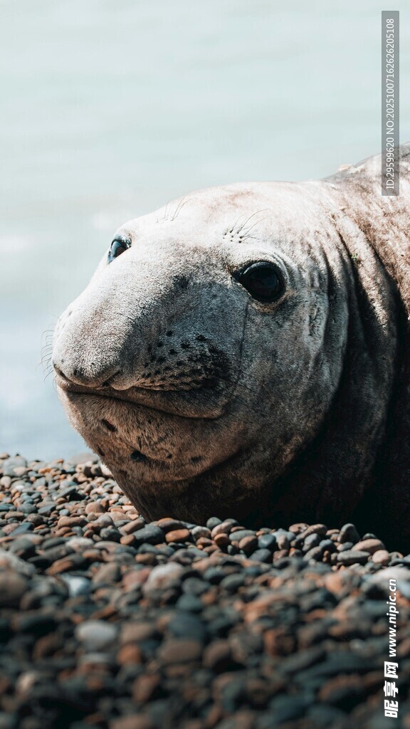 沙滩上的可爱海象
