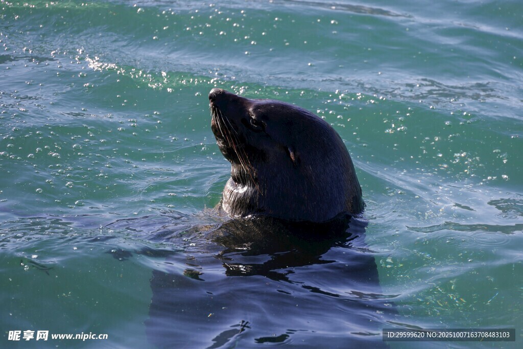 海面上的海豹