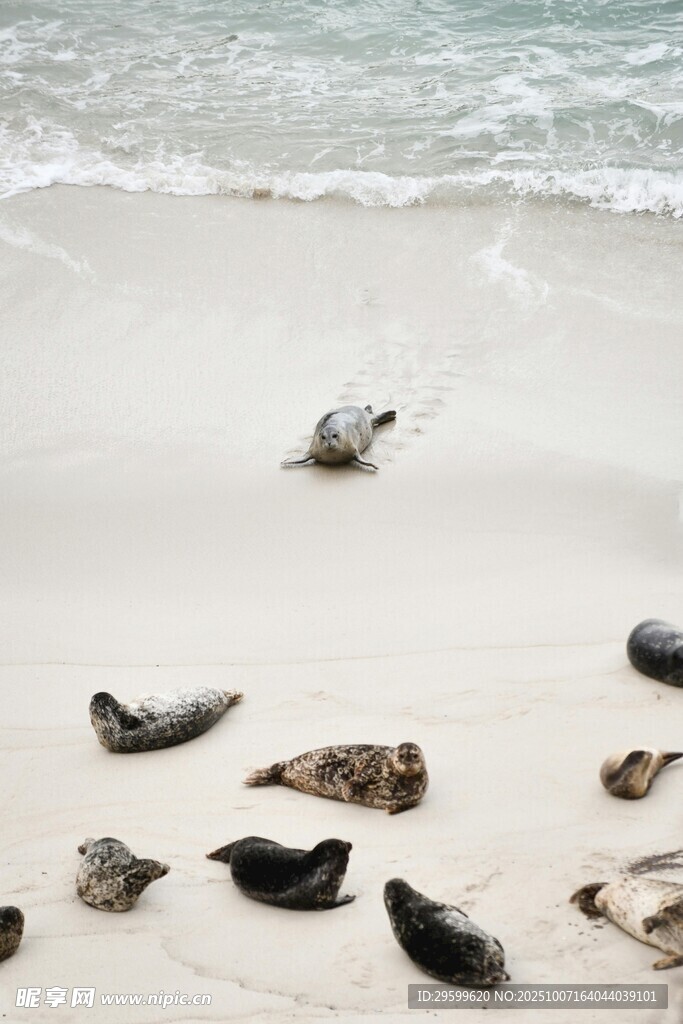 沙滩上休憩的海豹群