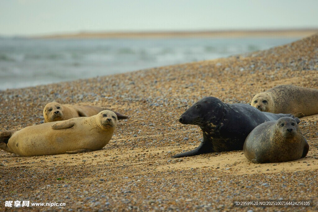 沙滩上休憩的几只海豹