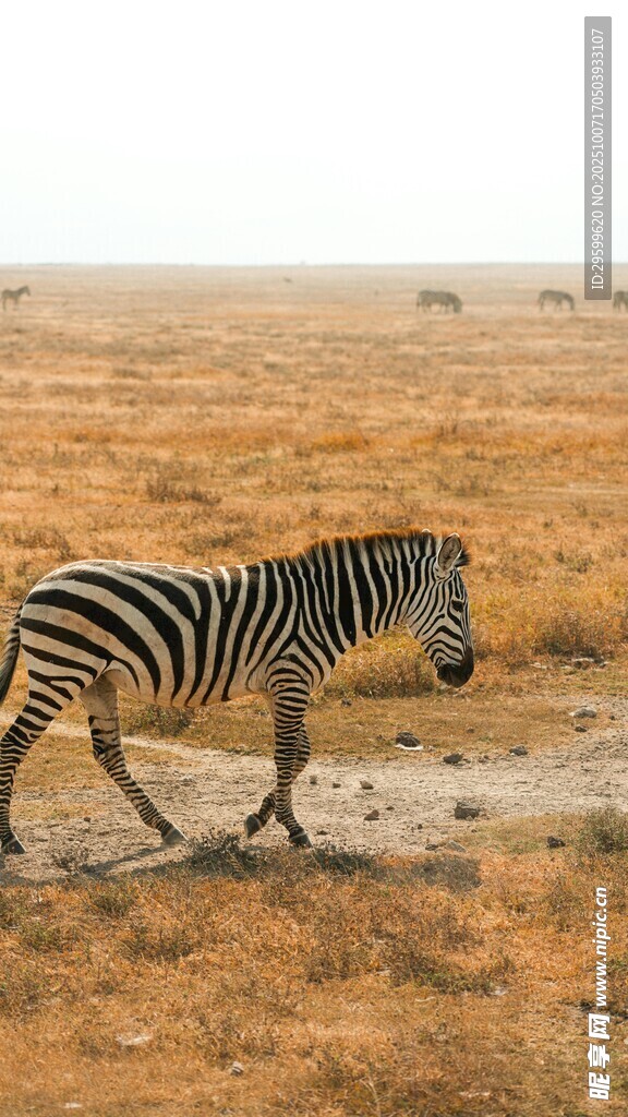 草原上独行的斑马