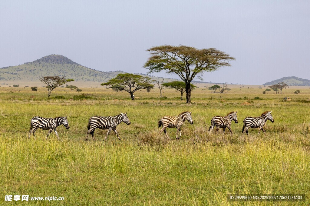 草原上的斑马群