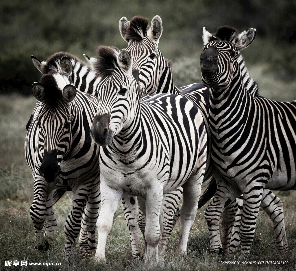 草原上的斑马群