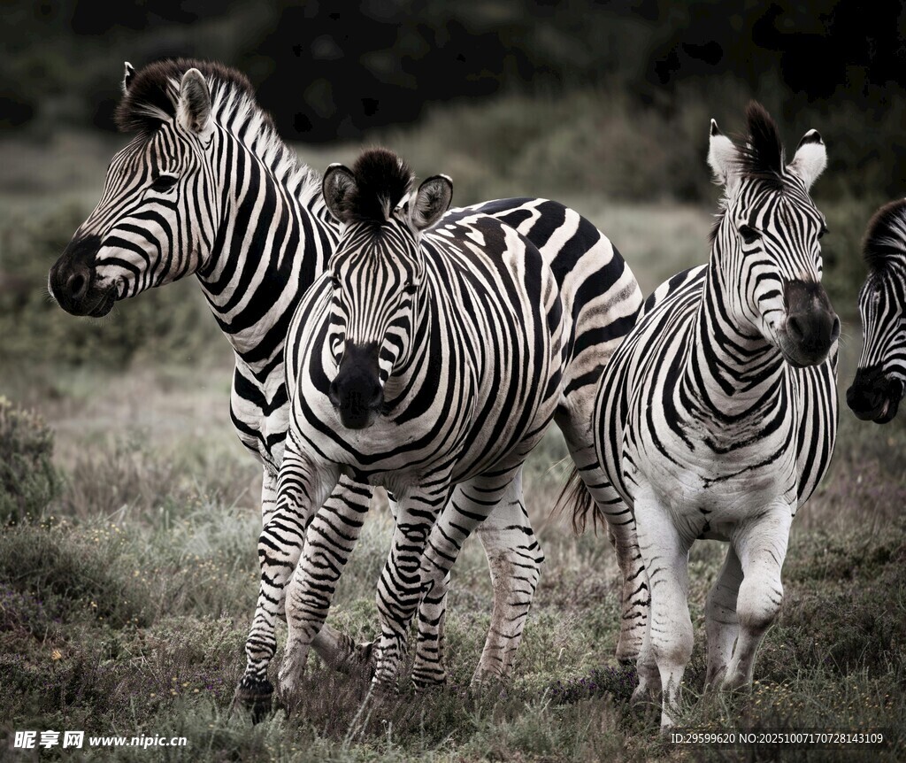 草原上奔跑的斑马群