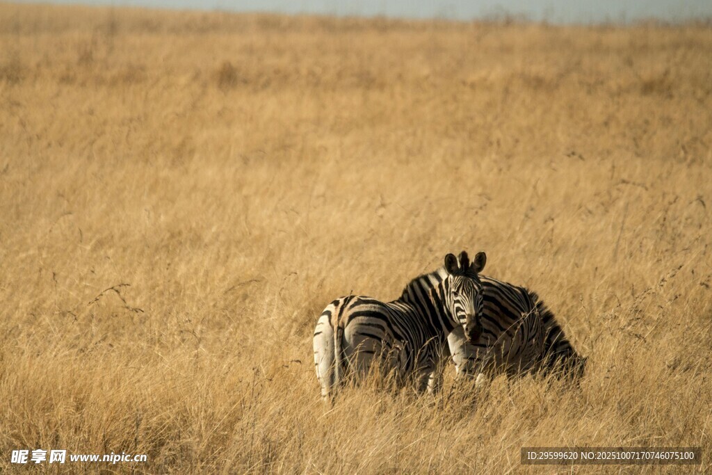 草原上的两只斑马