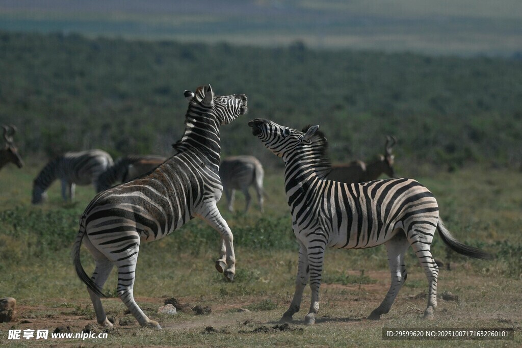 斑马在草原上互动嬉戏