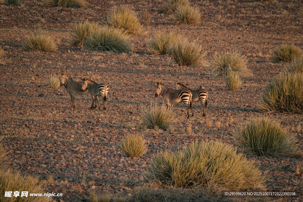 荒漠中的羚羊群