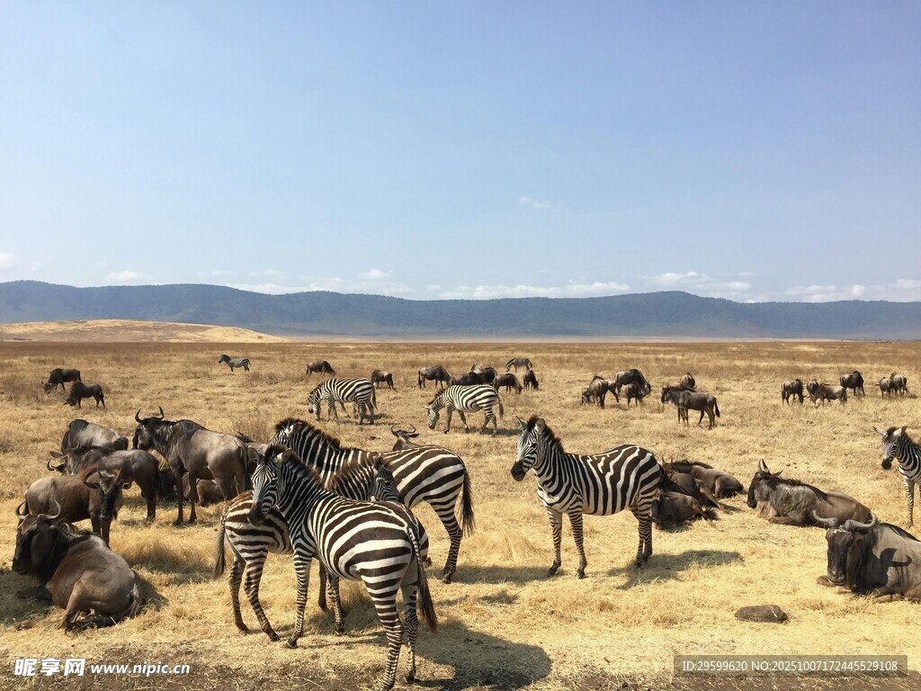 草原上的斑马与角马群