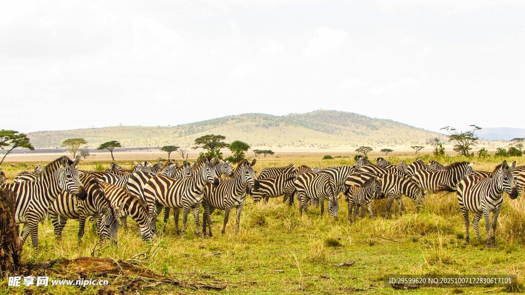 草原上的斑马群