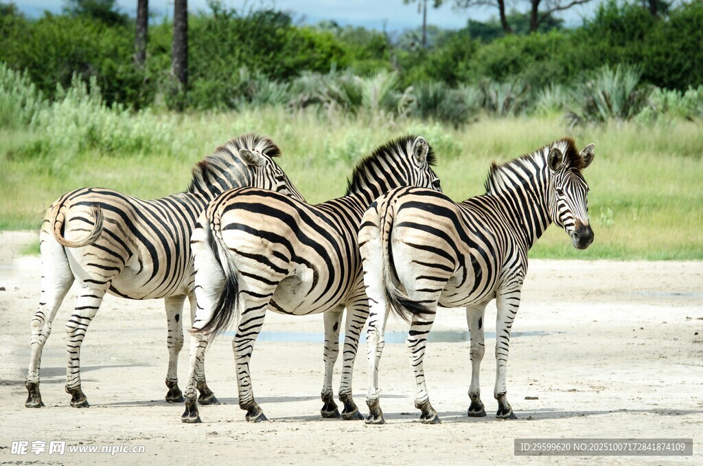 草原上的斑马群