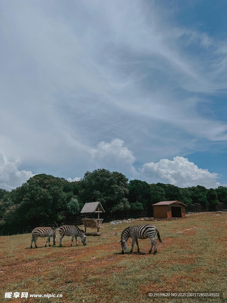 草原上的马匹与远处小屋