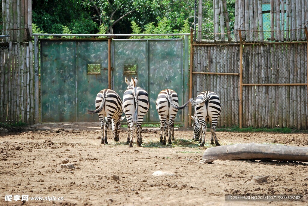 四只斑马在围栏内行走