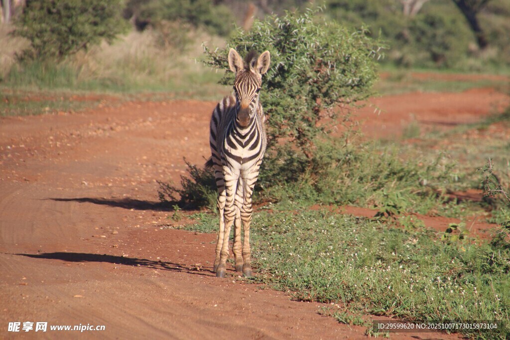 斑马独行于旷野土路