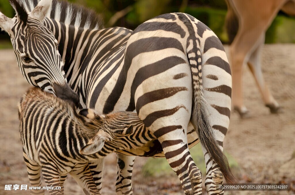 斑马母子亲昵互动场景