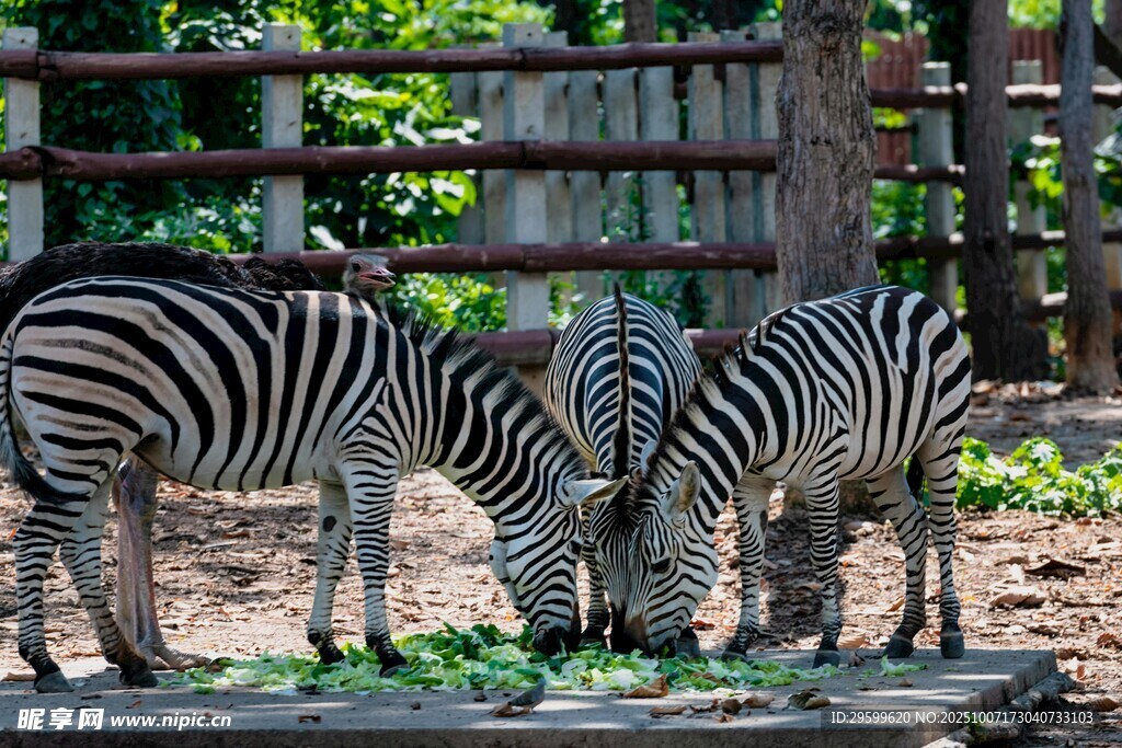 斑马低头进食场景