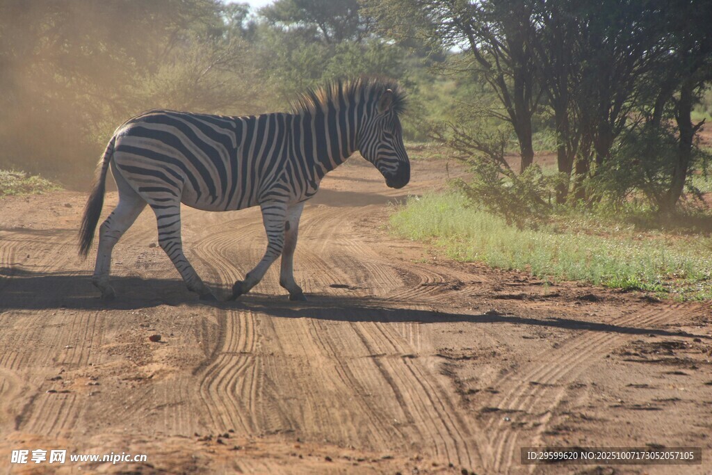 斑马在土路上行走