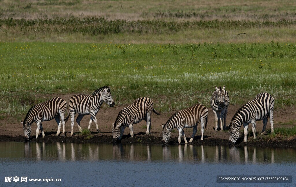 斑马群于水边饮水场景