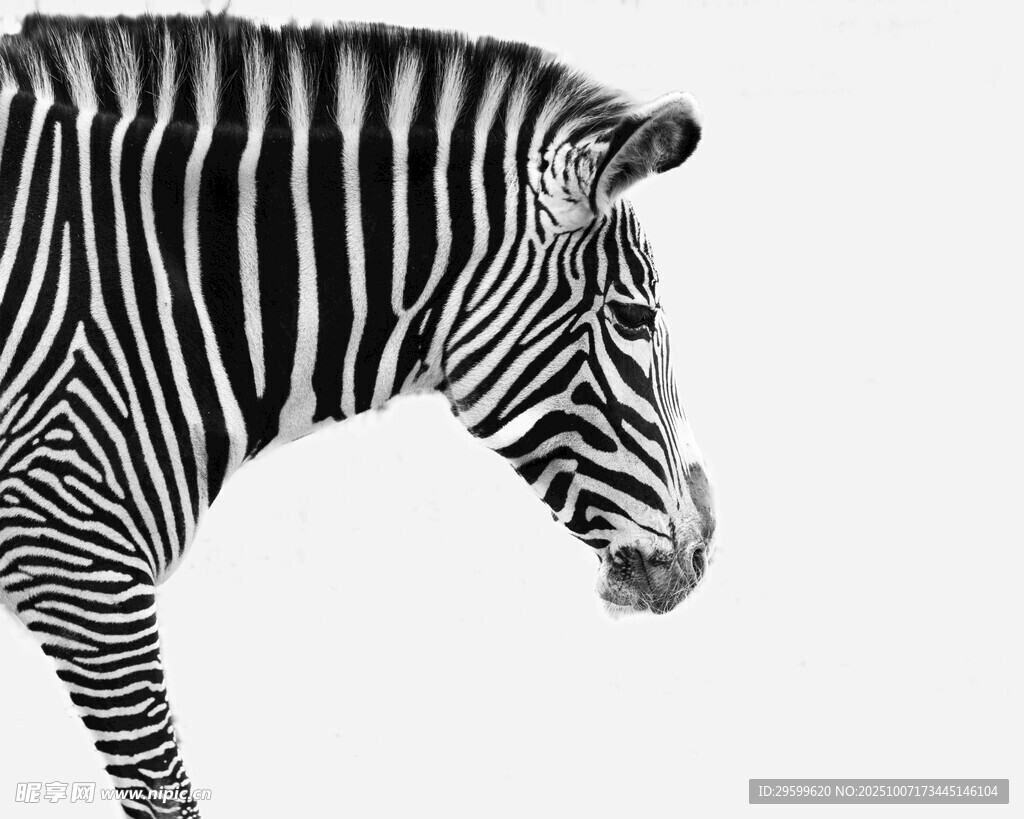 斑马侧面黑白条纹特写