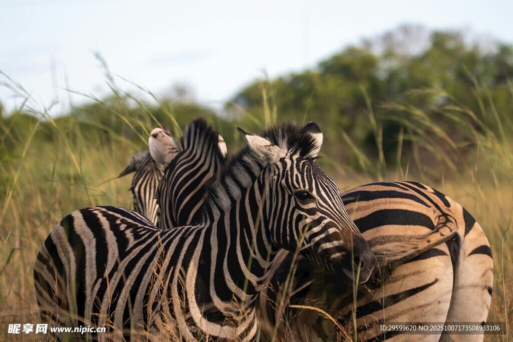 草原上亲昵的斑马