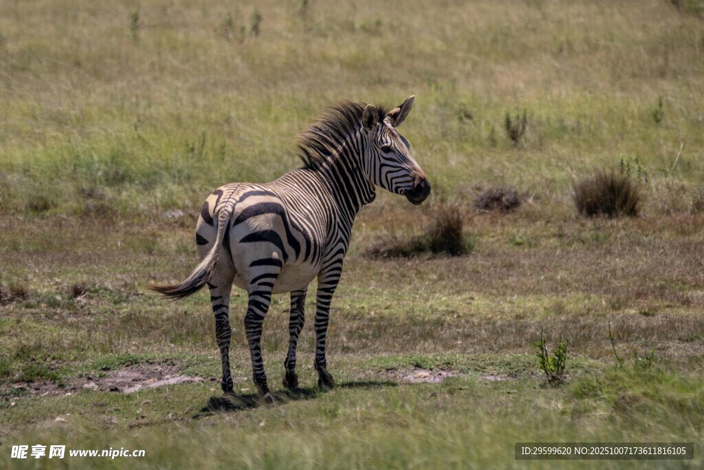 草原上独自站立的斑马