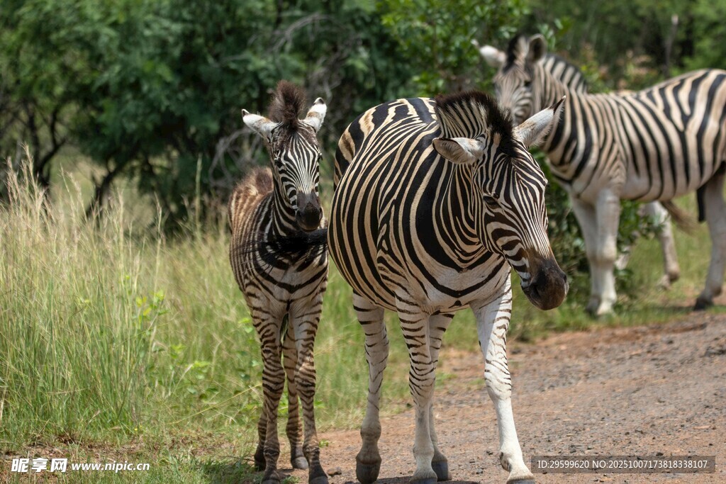 斑马漫步于自然之路