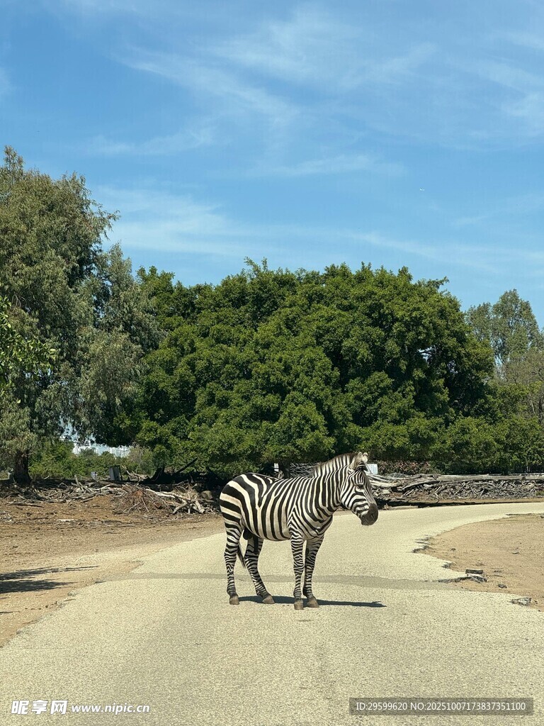 斑马漫步于开阔道路